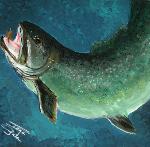 TROUT ON 