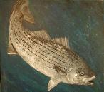 STRIPED BASS
